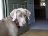 charlie 2